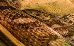 Corn Snake reptiles for sale: Female Corn Snake - Image 3