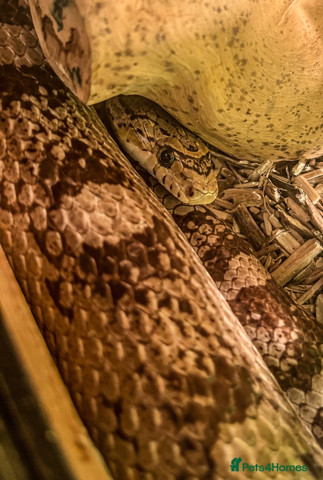 Corn Snake reptiles for sale: Female Corn Snake - Image 3