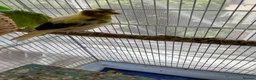 Canaries birds for sale: 3 baby canaries for sale - Advert 4