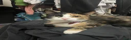 Mixed Breed cats for sale: Beautiful Kittens for Sale - Advert 14