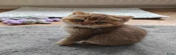British Shorthair cats for sale: Beautiful British Shorthair Kittens - Advert 7