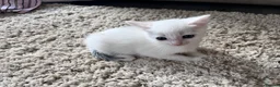 Mixed Breed cats for sale: Pure Grey, Pure white and Mixed Kittens  - Advert 12