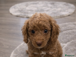 Cavapoo dogs stunning litter of cavapoo girls - Advert 1