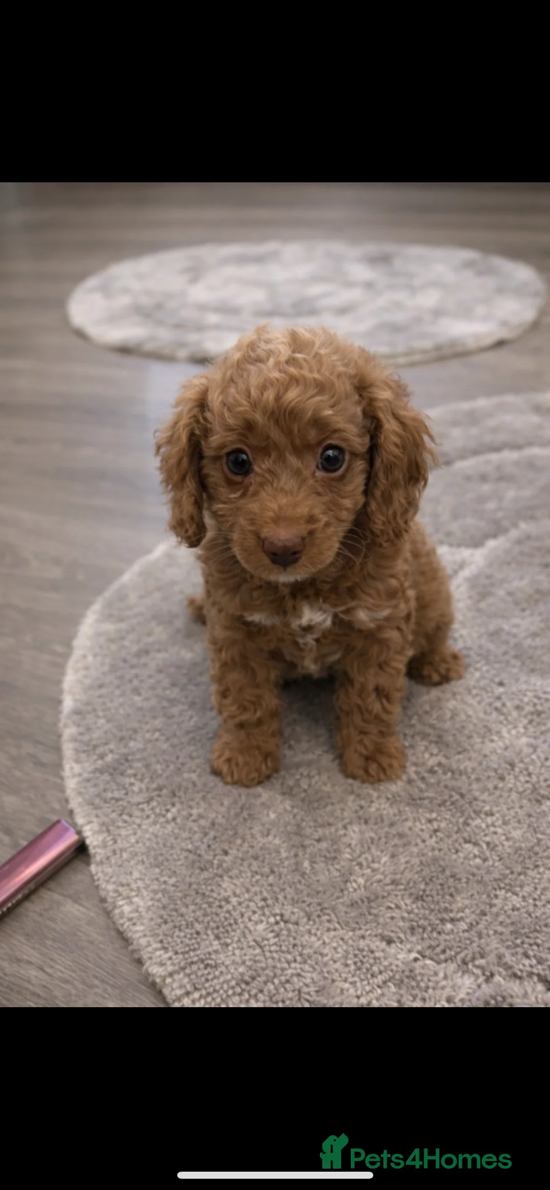 Cavapoo dogs for sale: stunning litter of cavapoo girls  - Advert 1