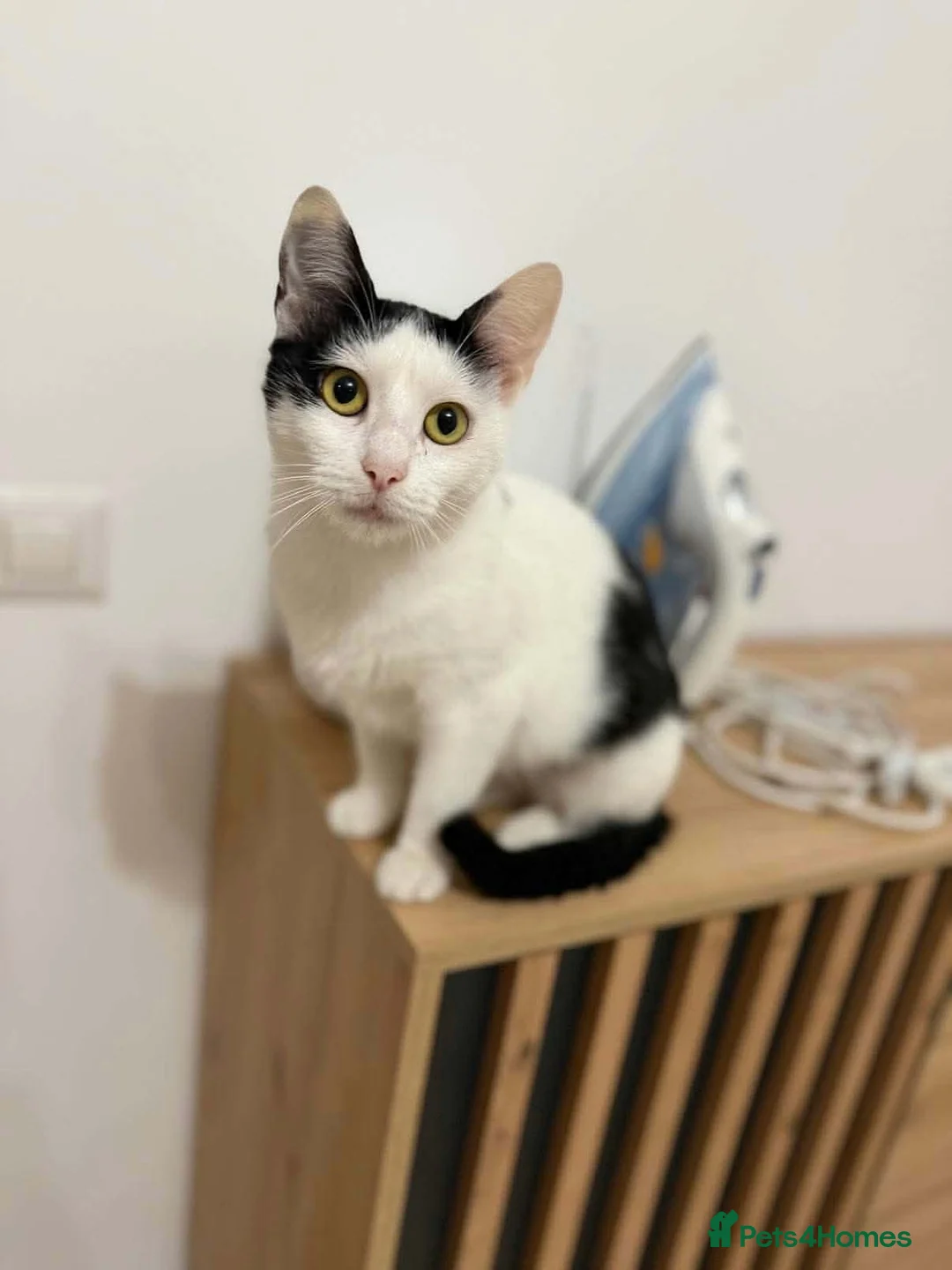 Mixed Breed cats for adoption: Lucy - Norwich Norfolk  in Norwich - Advert 2