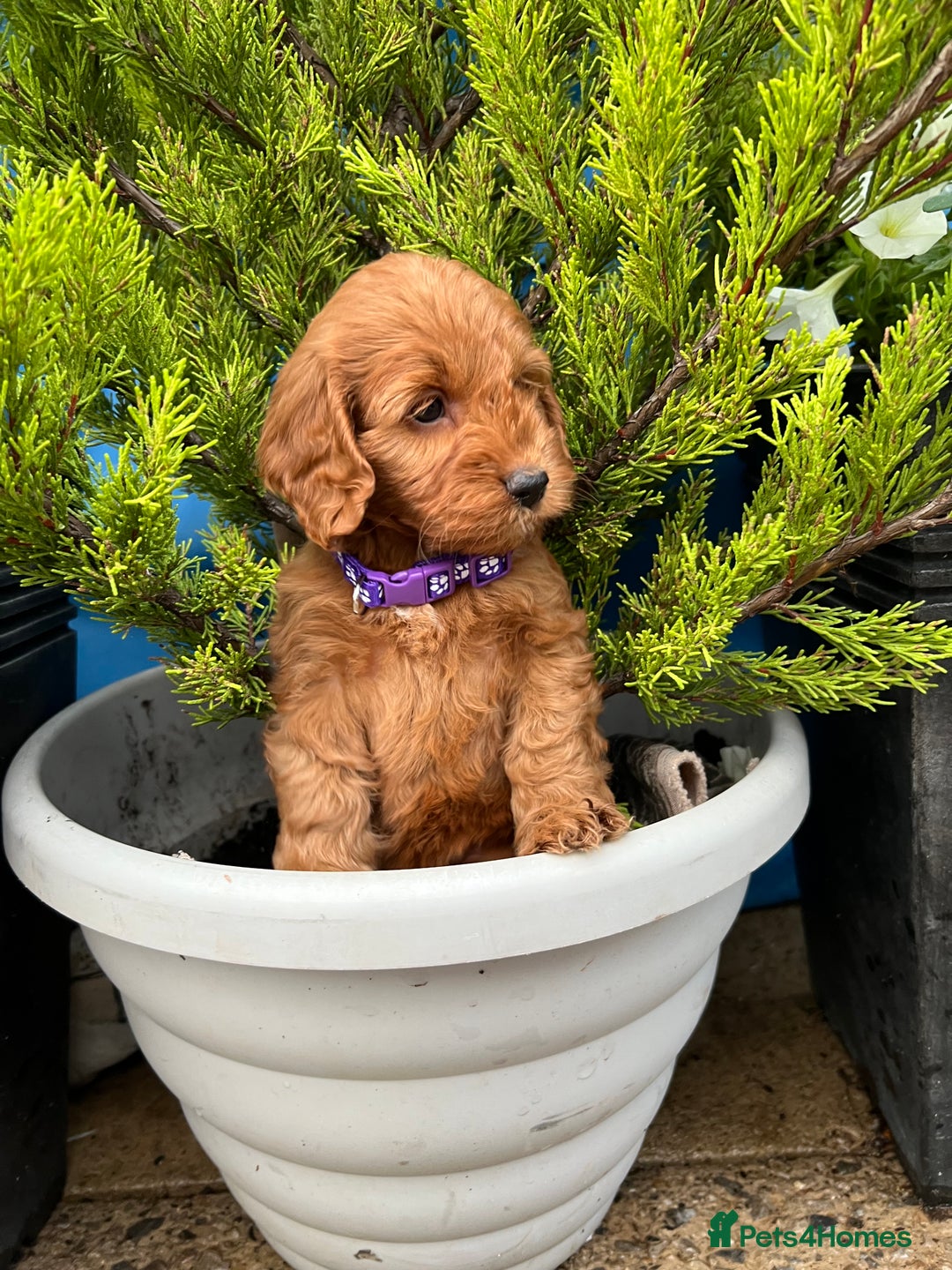 Cockapoo dogs for sale: LAST GIRL!!!!! F1 Cockapoo Puppies!!! - Advert 20