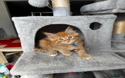 Maine Coon cats for sale: Ginger Polydactyl Main Coon kittens available - Image 1