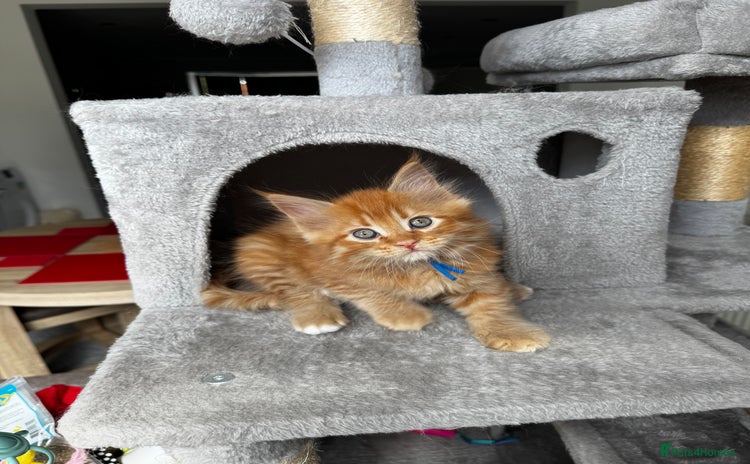 Maine Coon cats - Advert 12