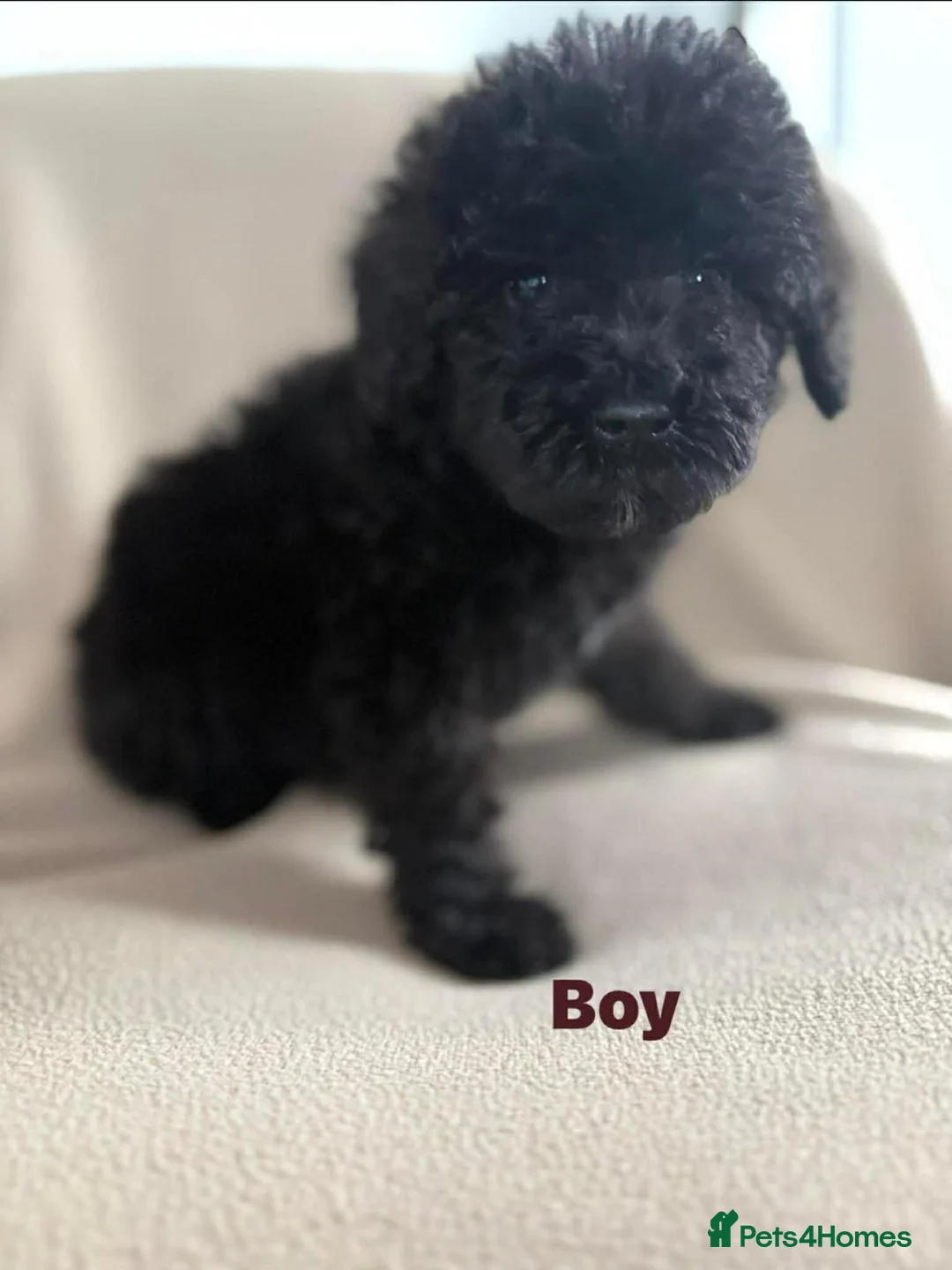 Cockapoo dogs for sale: Stunning puppies  - Advert 20