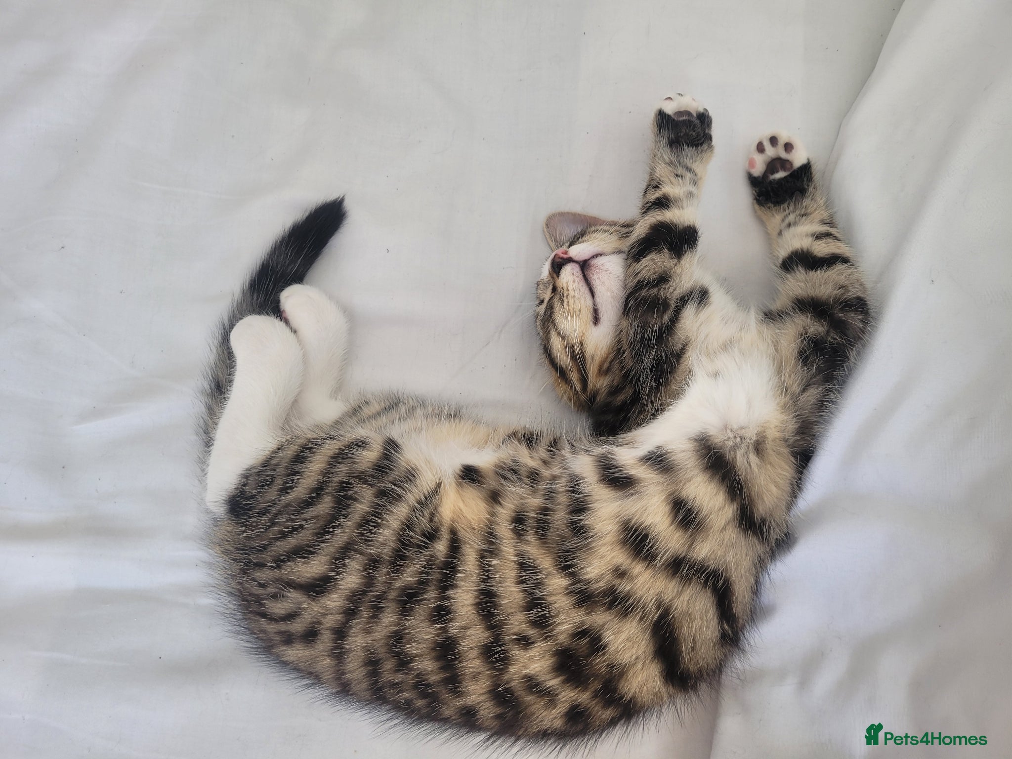 Mixed Breed cats READY NOW.... - Advert 5