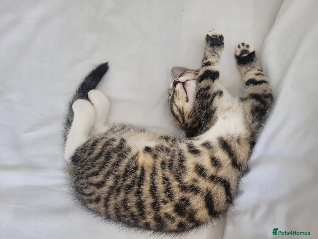 Mixed Breed cats for sale: READY NOW.... - Advert 1