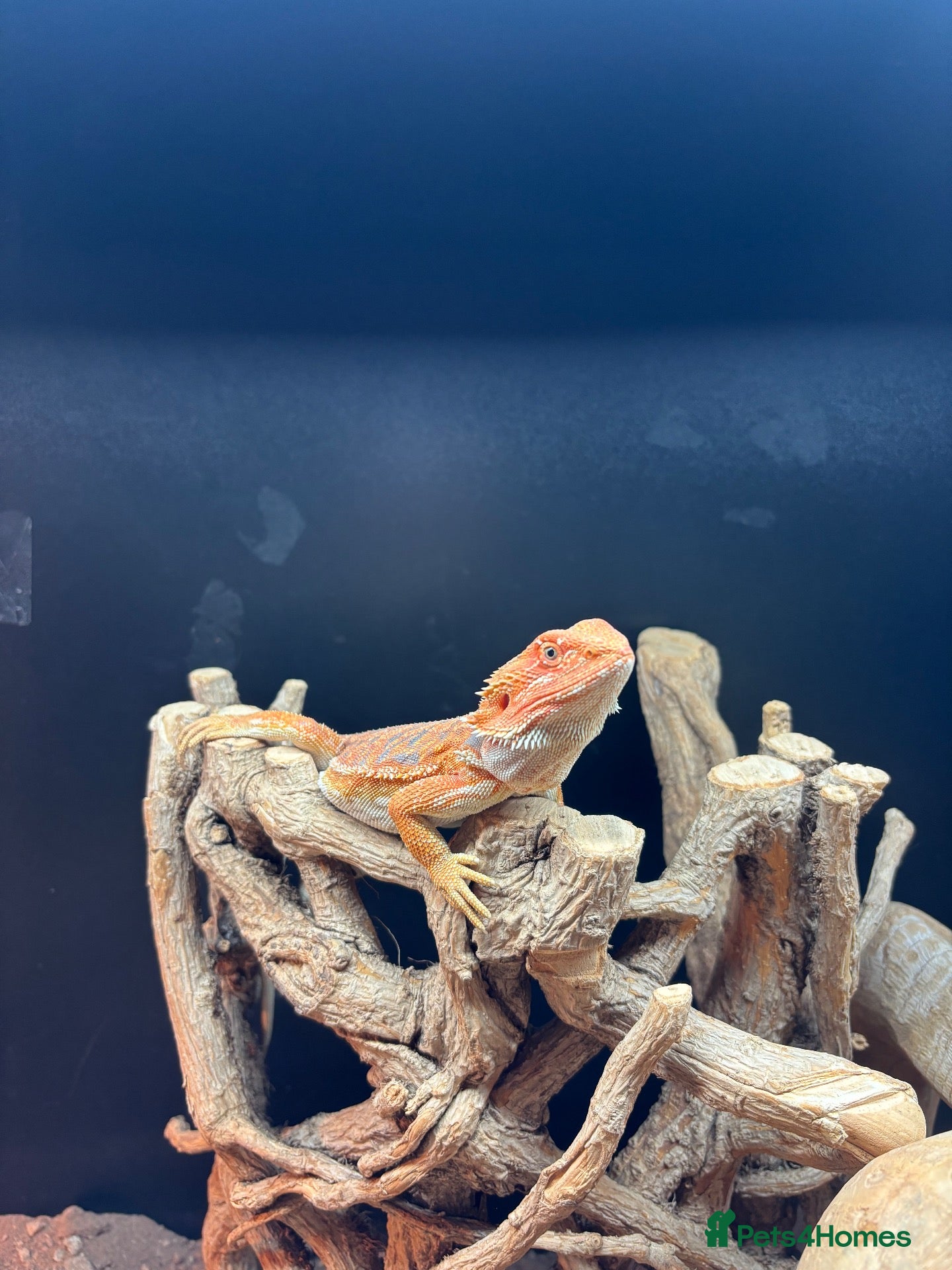 Bearded Dragon reptiles Bearded dragon and full tank set up  - Advert 7