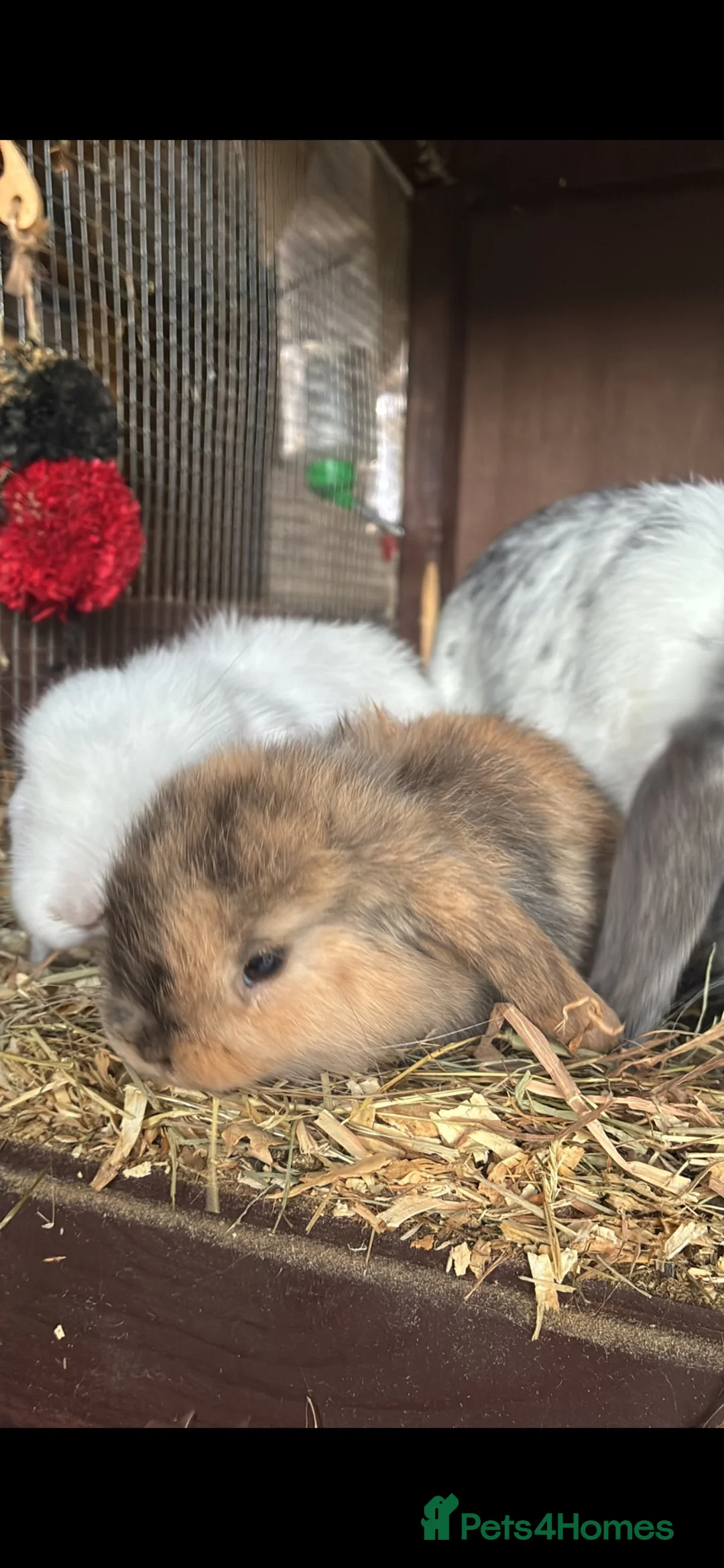 Mini Lop rabbits for sale: LAST 4 remaining !! - Advert 3