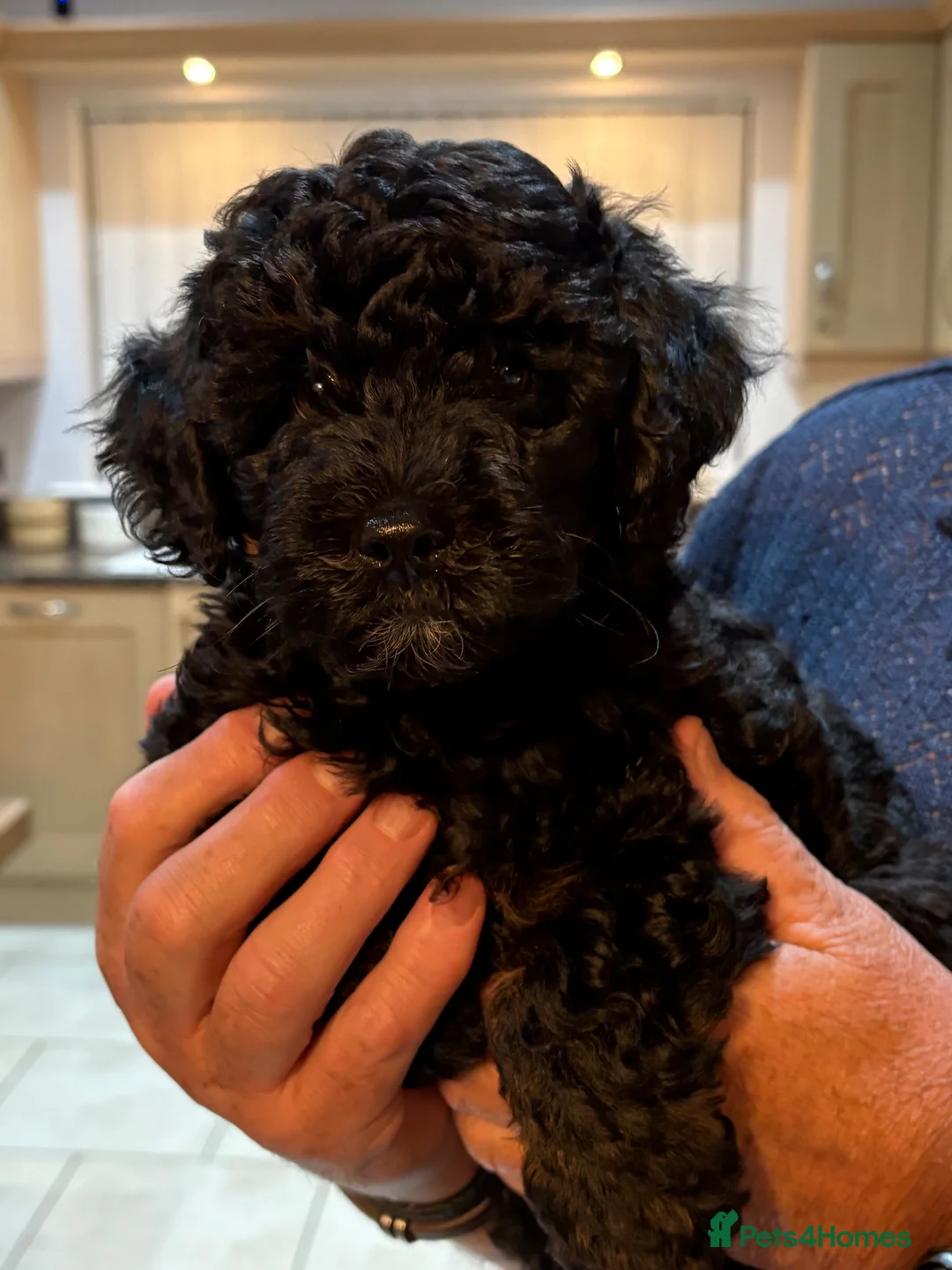 Lhasapoo dogs for sale: Beautiful Lhasapoo x poodle girl in Dereham - Advert 2