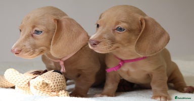 Miniature Dachshund dogs - Advert 10
