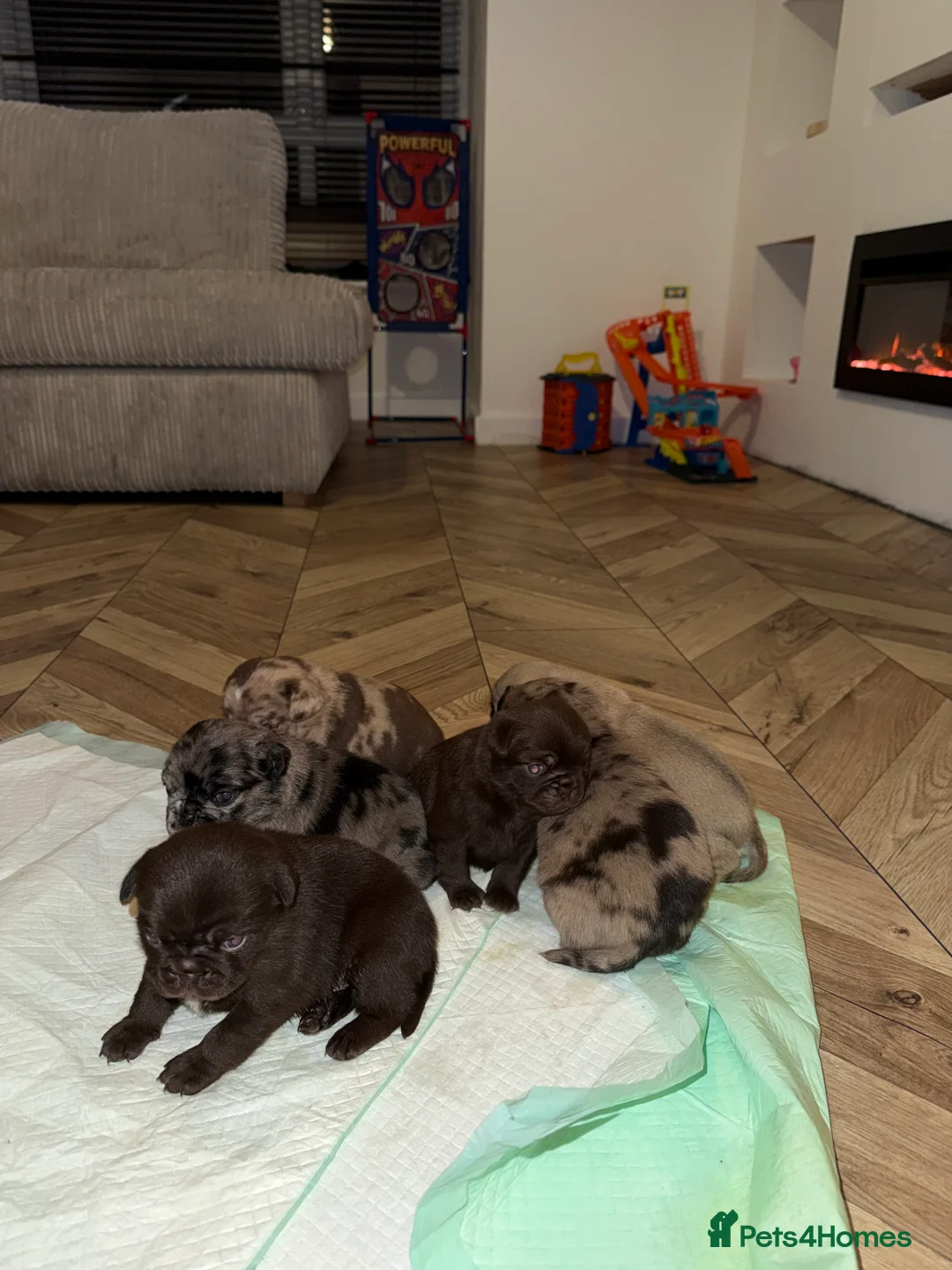 Pug dogs for sale: Merle pugs  - Advert 4