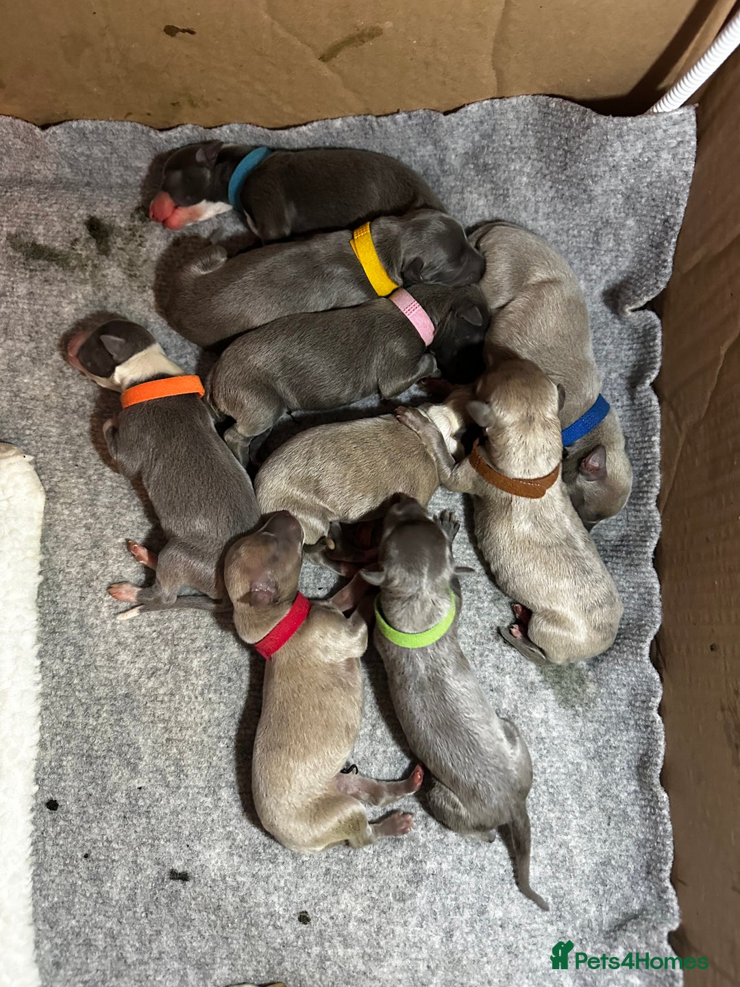 Whippet dogs for sale: Pedigree Purebred Blue and Two Toned Whippets - Image 1