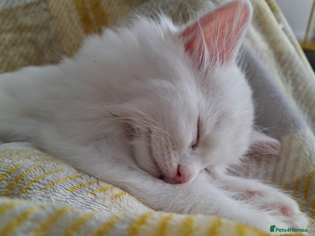 Persian cats for sale: Beautiful Nine week old Turkish Angora Female - Image 11