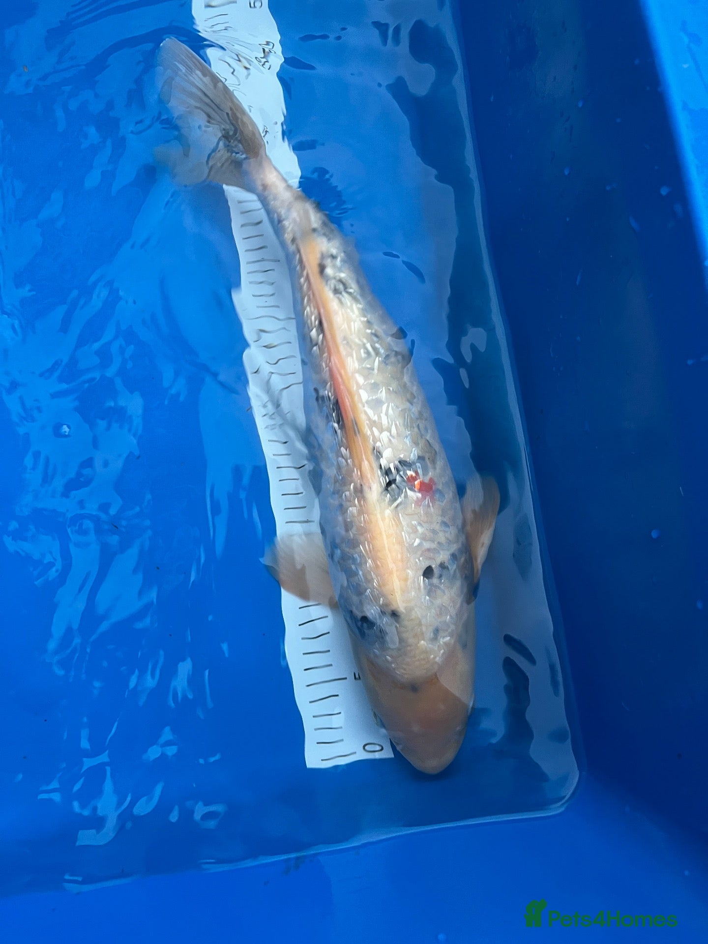 Koi Carp fish High quality Japanese koi for sale  - Advert 18