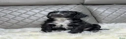Cocker Spaniel dogs for sale: Beautiful Cocker Spaniel Girls in Exeter - Advert 4