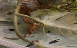 Gecko reptiles for sale: Beautiful Dalmatian Crested Gecko - Image 21