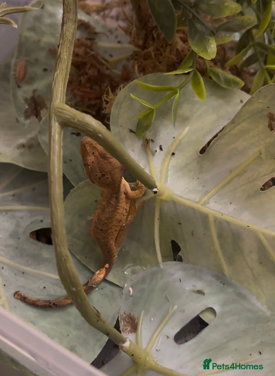 Gecko reptiles for sale: Beautiful Dalmatian Crested Gecko - Image 21