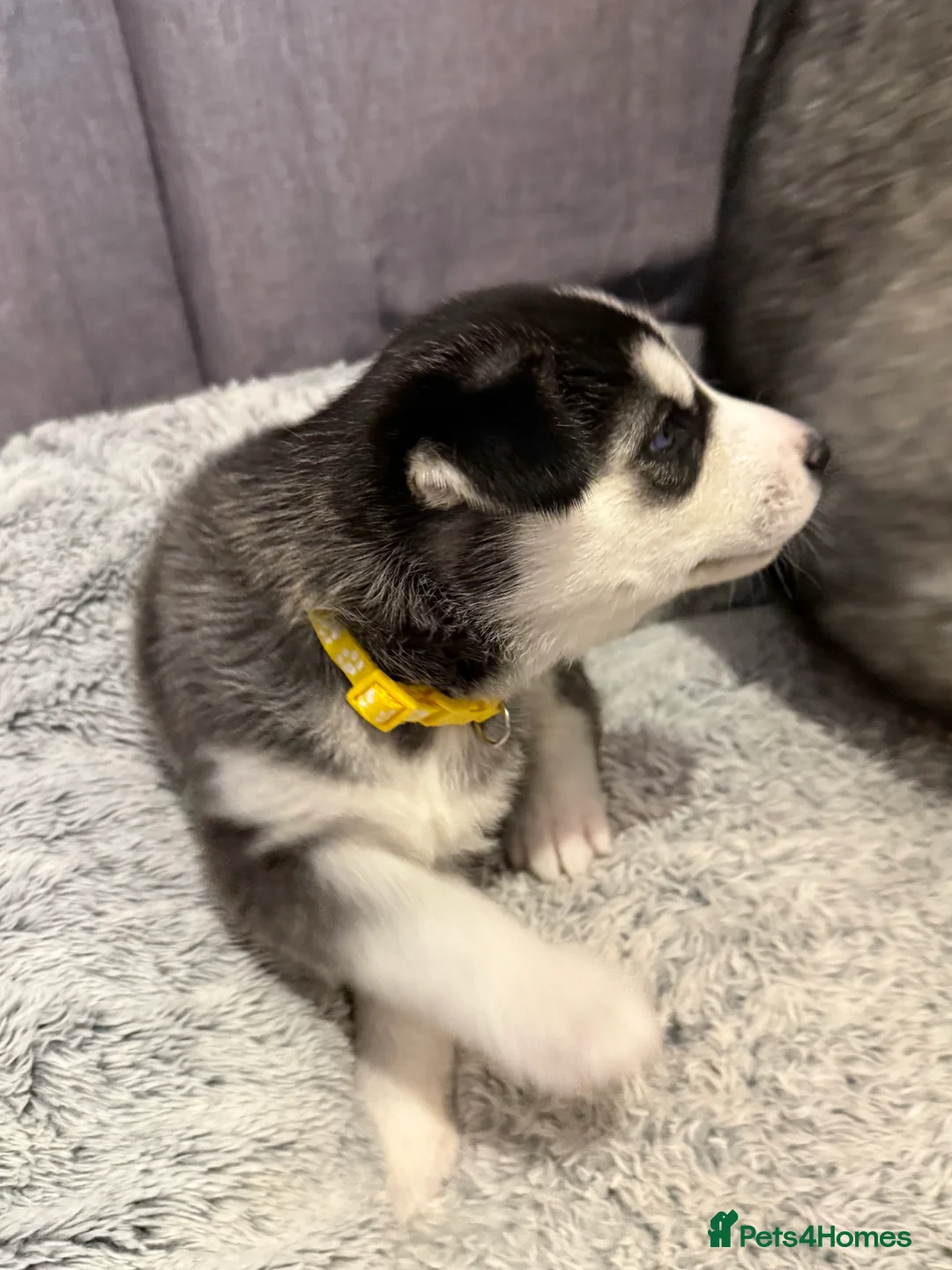 Siberian Husky dogs for sale: Gorgeous, Healthy & Fully Insured Siberian puppies in Stanmore - Advert 27
