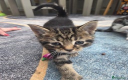 Mixed Breed cats for sale: 2 boys 2 girls kittens for sale. - Image 1