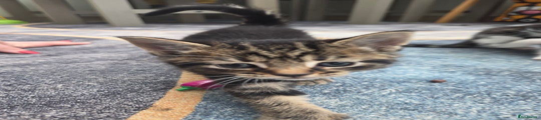  Kitten 1
