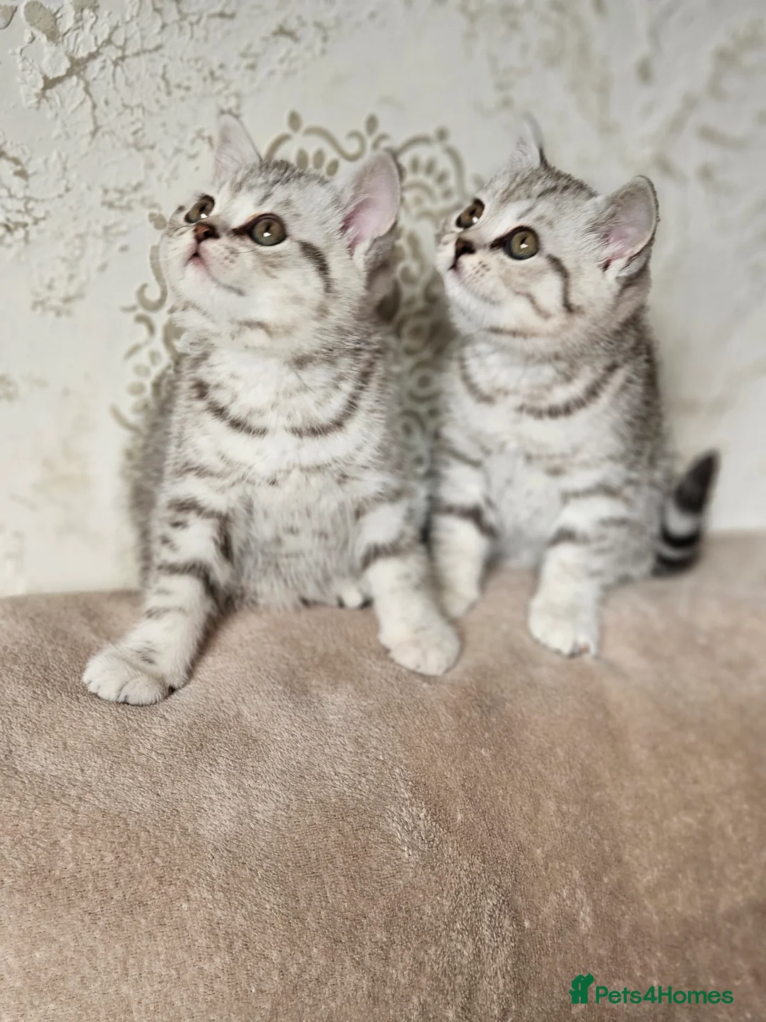 Scottish Fold cats for sale: Scotish fold beautiful kittens 😸  - Advert 7