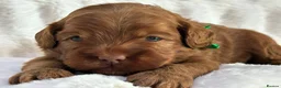 Australian Labradoodle dogs for sale: Superior Australian Labradoodle Puppies - Advert 6