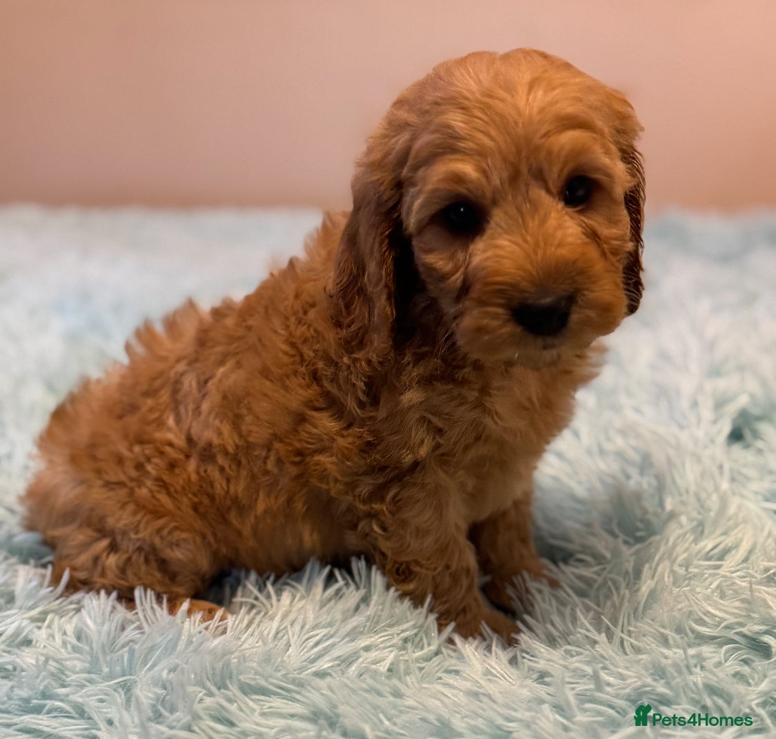 Cockapoo dogs Healthy Happy Stunning Cockapoo Puppies - Advert 8