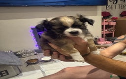 Chihuahua dogs for sale:  ❤️ K.C Registered Fluffy chocolate baby’s 🥰 - Image 5