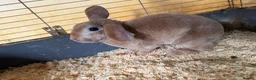 Mixed Breed rabbits for sale: A variety of ages of mixed rabbits - Advert 6