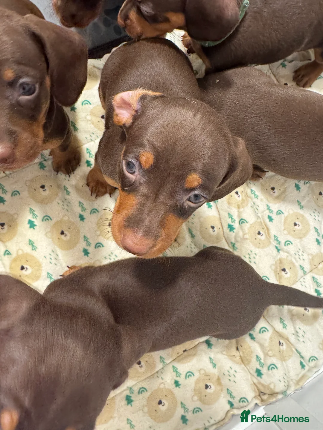 Miniature Dachshund dogs for sale: Miniature dachund puppies smooth hair  - Advert 10