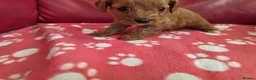 Cavapoo dogs for sale: F1 cavapoos  - Advert 15