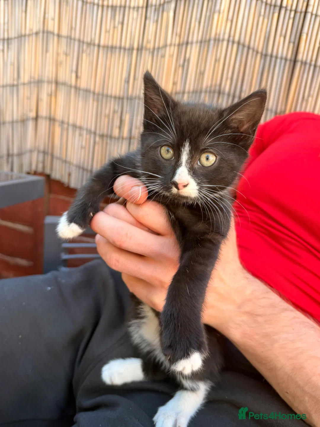 Mixed Breed cats for sale: Kittens ready to go  in Hook - Advert 4