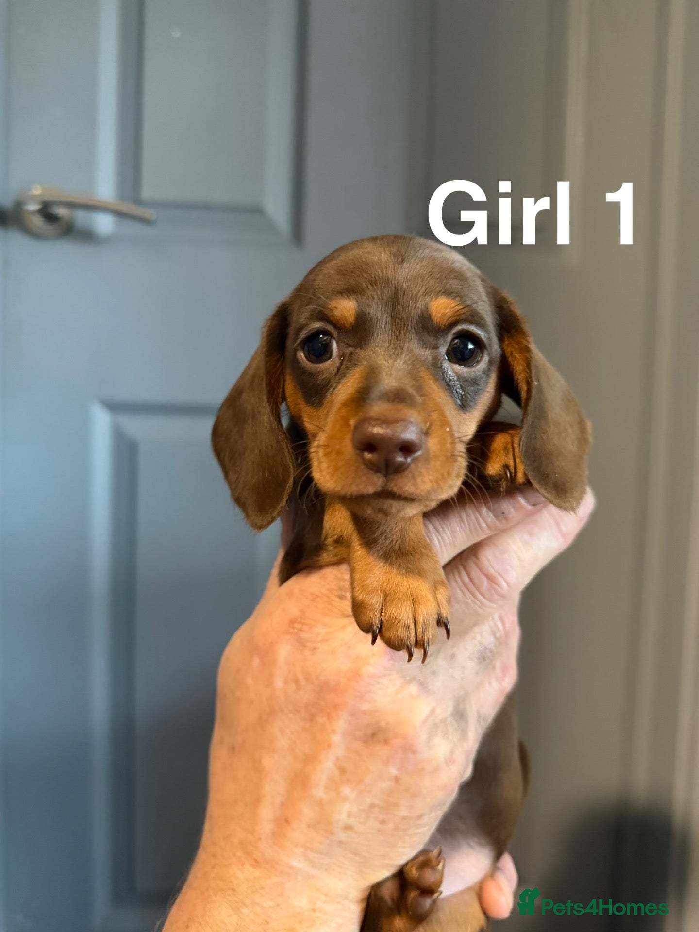 Miniature Dachshund dogs Ready in 11 days🤎KC Mini dachshunds - Advert 16