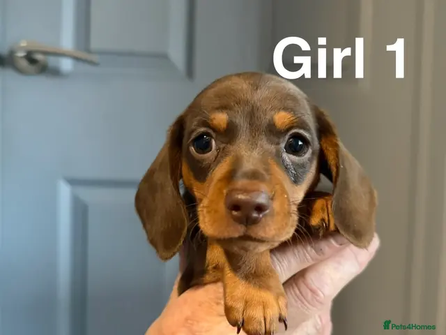 Miniature Dachshund dogs Ready in 11 days🤎KC Mini dachshunds - Advert 11