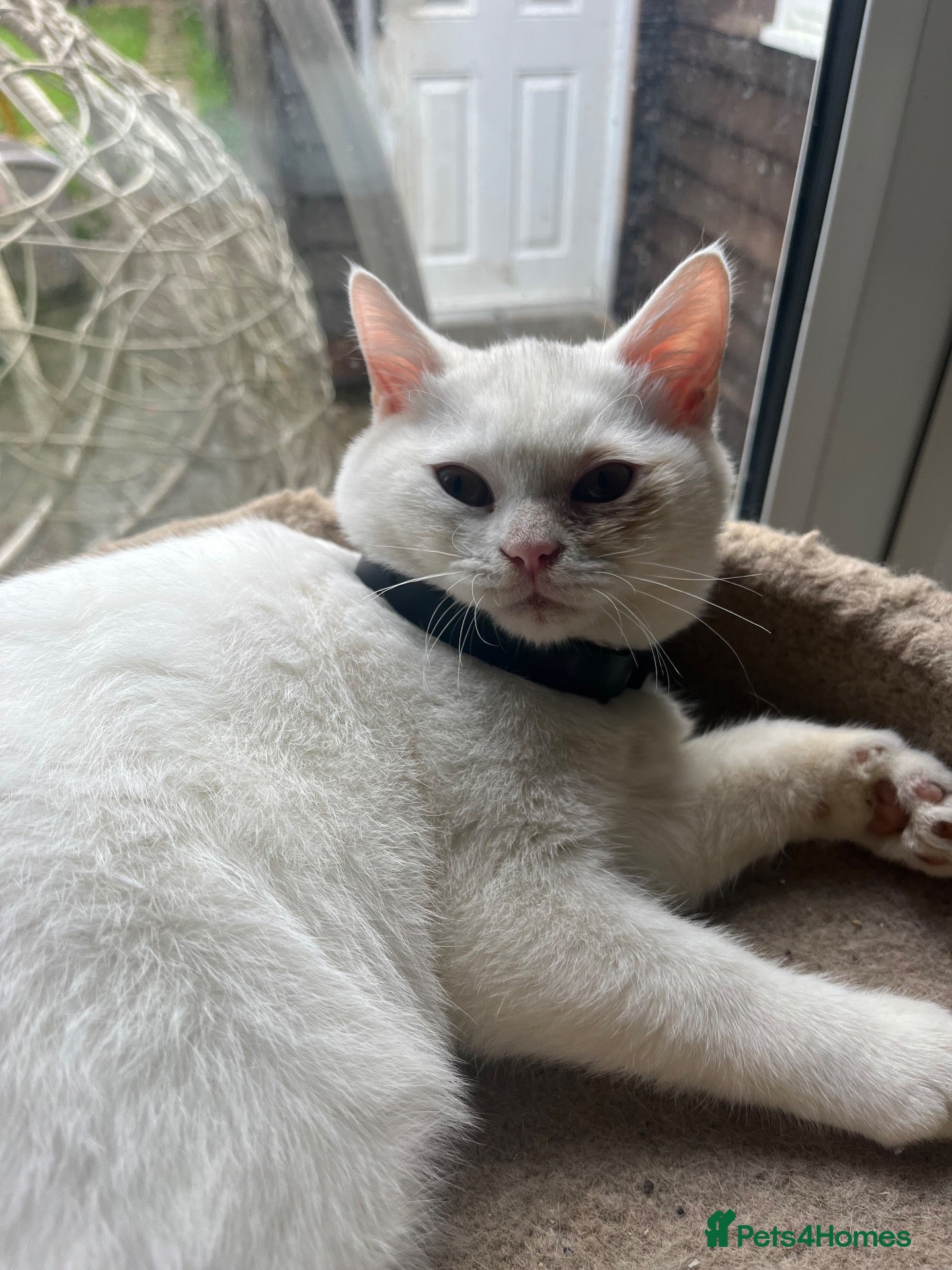 British Shorthair cats for sale: Gccf British Shorthair kittens reduced - Advert 2