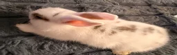 Mixed Breed rabbits for sale: Beautiful Rabbits Looking for Loving Homes 🐰 - Advert 15