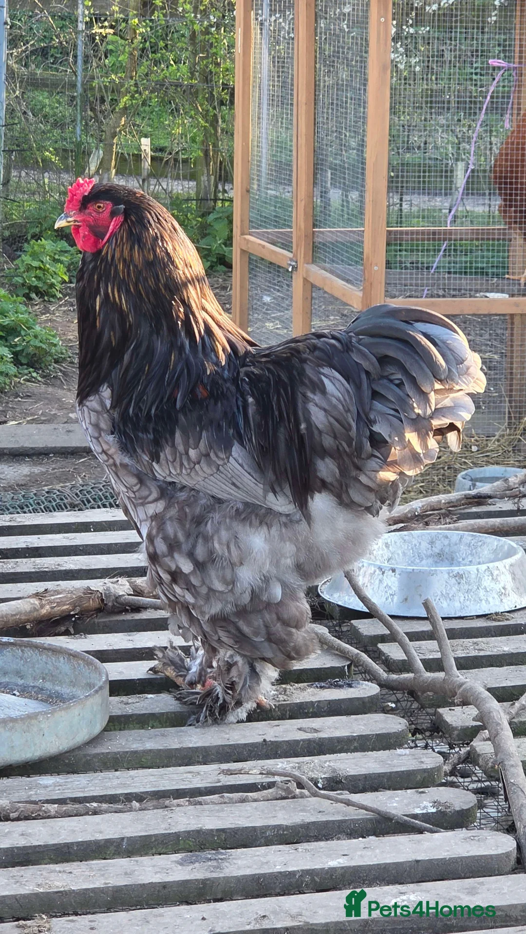 Chickens poultry for sale: Blue Brahma Purebreed Rooster  - Advert 3