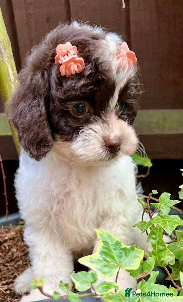 Cavapoo dogs for sale: Toy Cavapoo from health tested parents, LAST ONE! - Advert 2