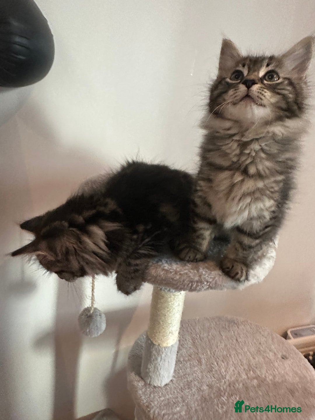 Ragdoll cats for sale: Beautiful Ragdoll Mix Kittens - Image 9