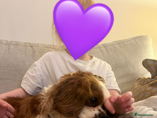 Cavalier King Charles Spaniel dogs Singleton Blenheim Cavalier Boy – Family Raised - Advert 2