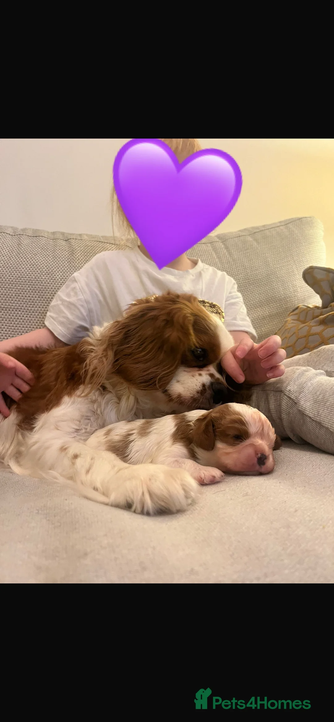 Cavalier King Charles Spaniel dogs for sale: Singleton Blenheim Cavalier Boy – Family Raised - Advert 1