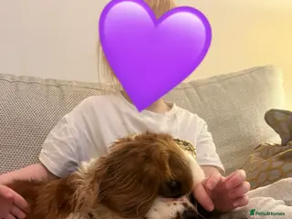 Cavalier King Charles Spaniel dogs Singleton Blenheim Cavalier Boy – Family Raised - Advert 12