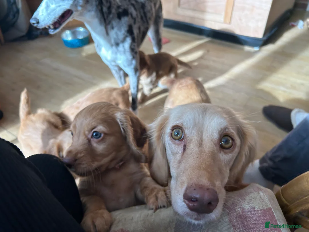 Cocker Spaniel dogs for sale: *upcoming litter* cocker spaniel  - Advert 2