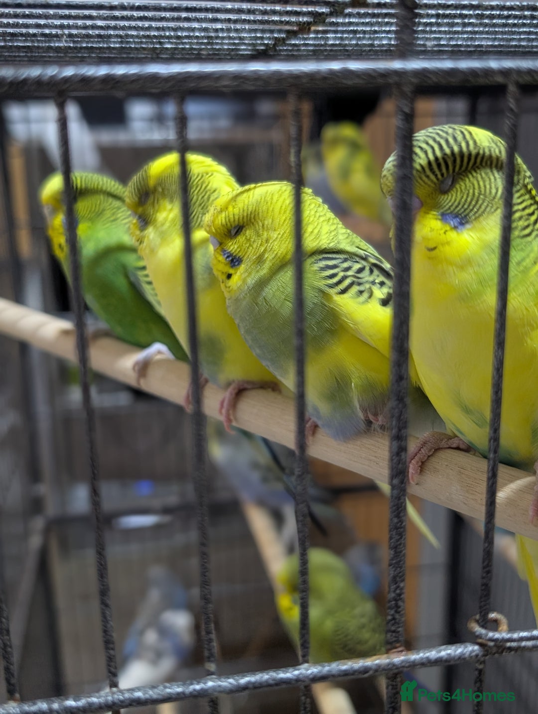 Budgerigars birds for sale: Budgies for Sale Many colours Cages Available  - Image 13