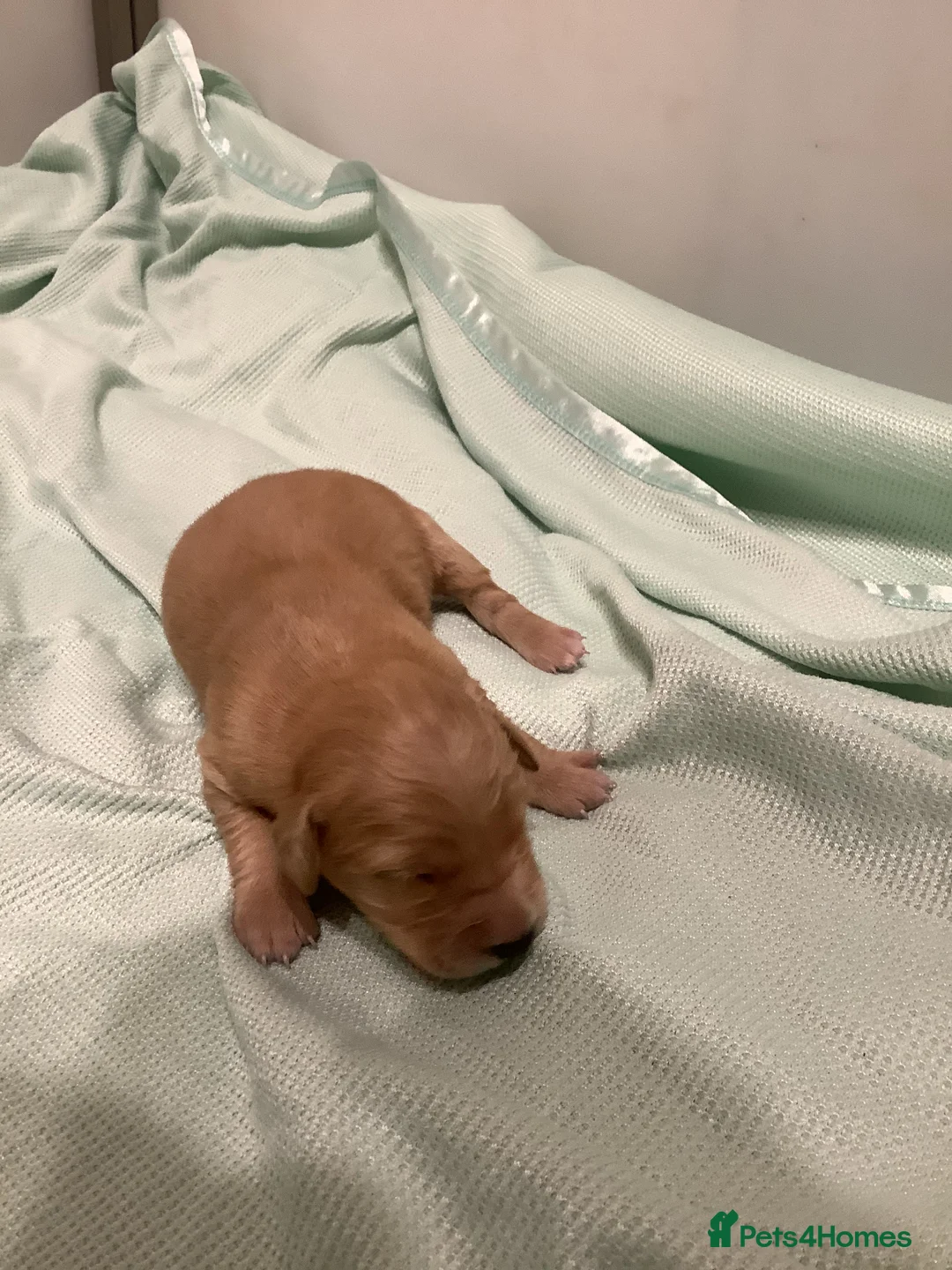 Golden Retriever dogs for sale: Gorgeous dark kc golden retriever pups - Advert 5